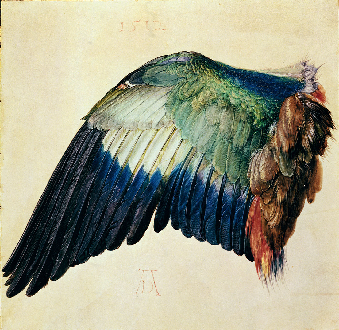 Wing of a Blue Roller, by Albrecht Dürer, 1512.