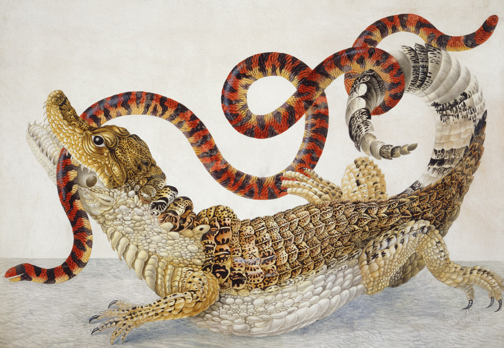 Suriname caiman fighting a South American false coral snake, illustration attributed to Dorothea Graff, 1705.