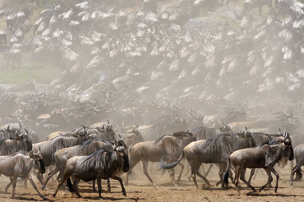 Photograph of a large herd of wildebeest