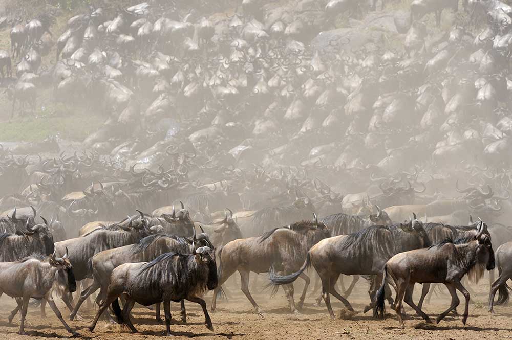 Migrating blue wildebeest. Photograph by Neveu P. © Horizonfeatures / Bridgeman Images. Photograph of a large herd of wildebeest