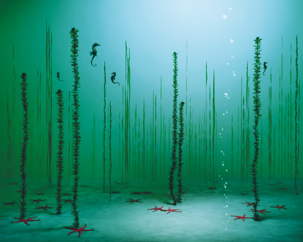 Underwater Garden, by Didier Massard, 2005.