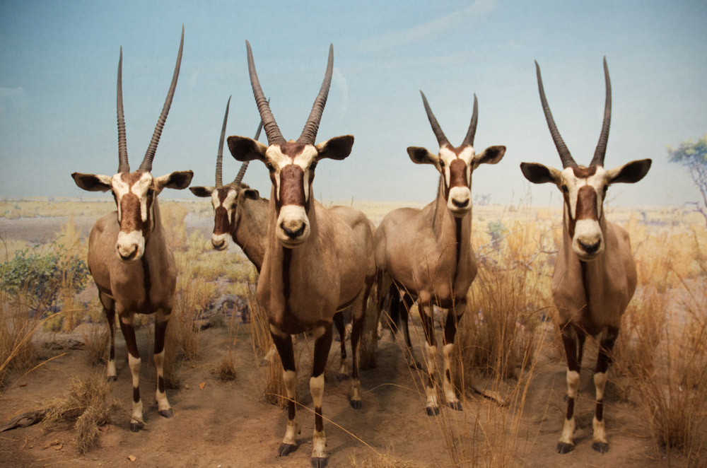 “Gemsbok Group,” 2012. Photograph by Jason David Brown.