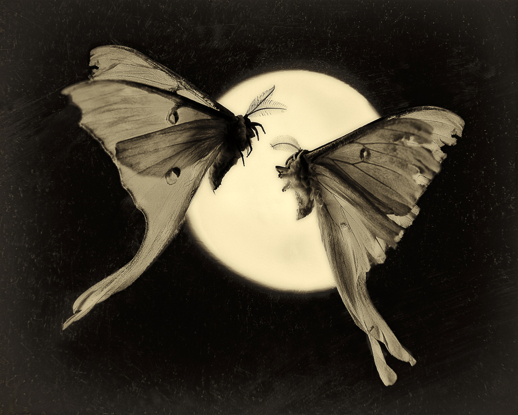 “Luna & Luna no. 2,” from Lepidoptera Portraits, 2007.