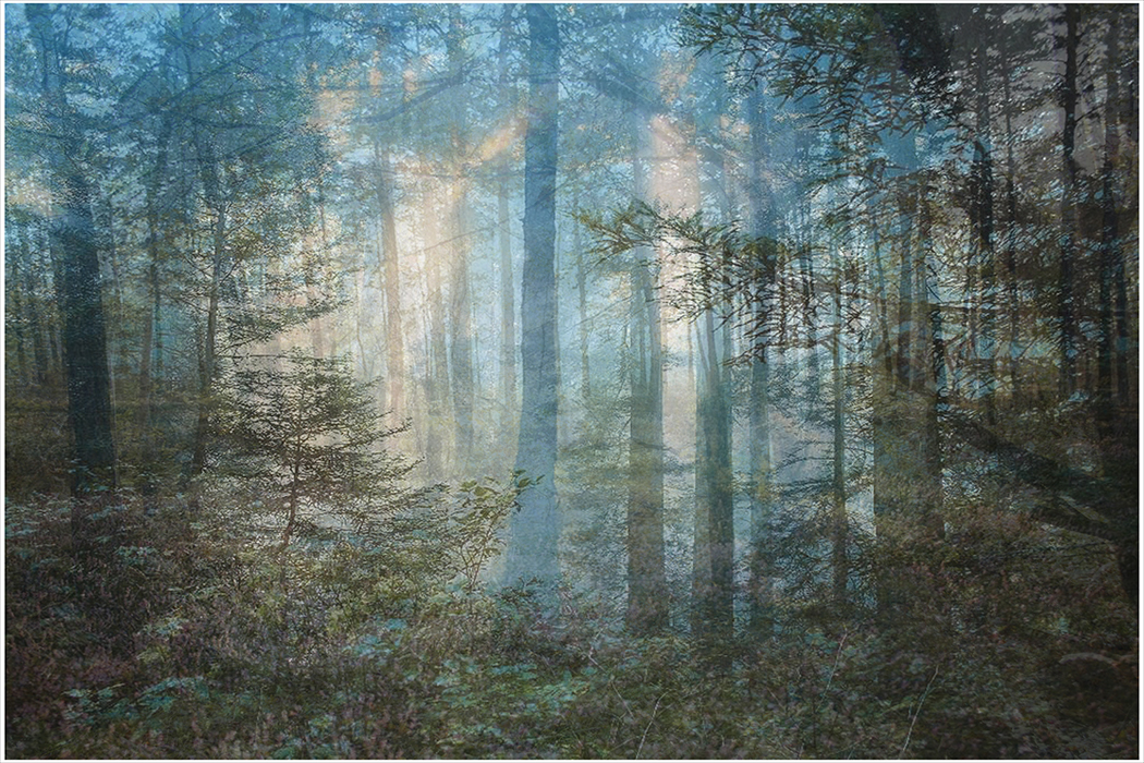 Photographic illustration of a blue forest.