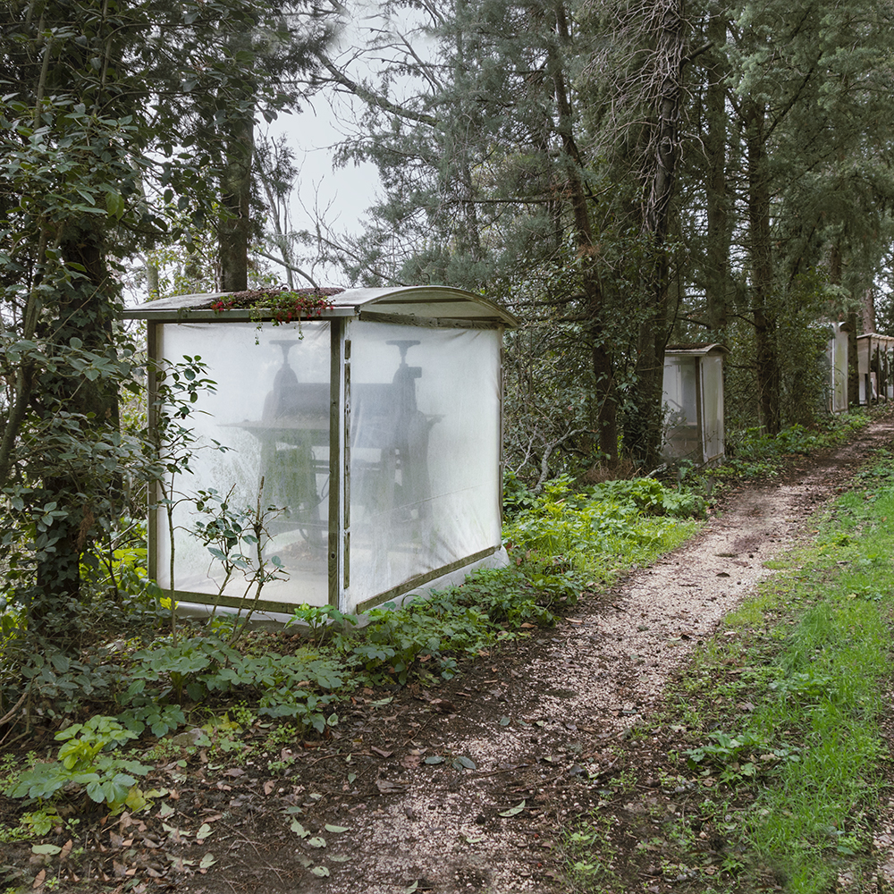Assisi Forest Trail #2, by Susannah Hays, 2018. © Susannah Hays, courtesy the artist. Assisi Forest Trail #2, by Susannah Hays, 2018.