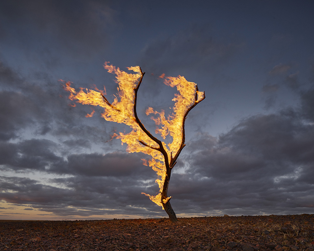 Burning Tree, Allandale Station, by Murray Fredericks, 2015. Digital pigment print, 47 x 19½ inches.