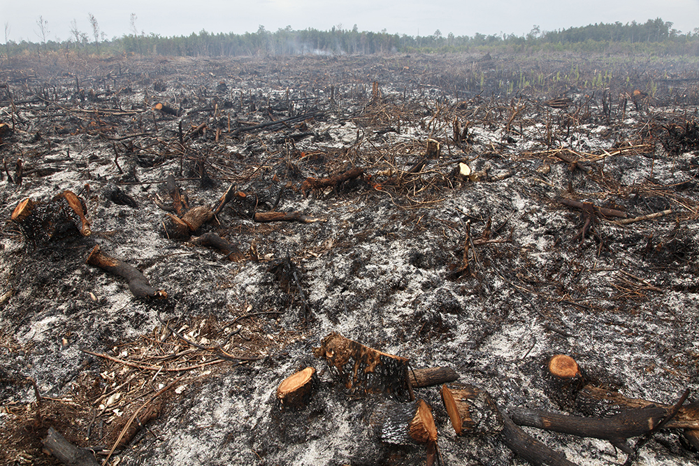 Illegal deforestation, Indonesia, 2011. Photograph by Jean Gaumy. © Jean Gaumy / Magnum Photos.