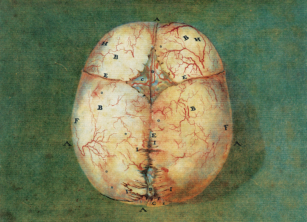 Anatomical print of the dura mater of a fetus eight months from conception, by Jan Ladmiral, 1738.