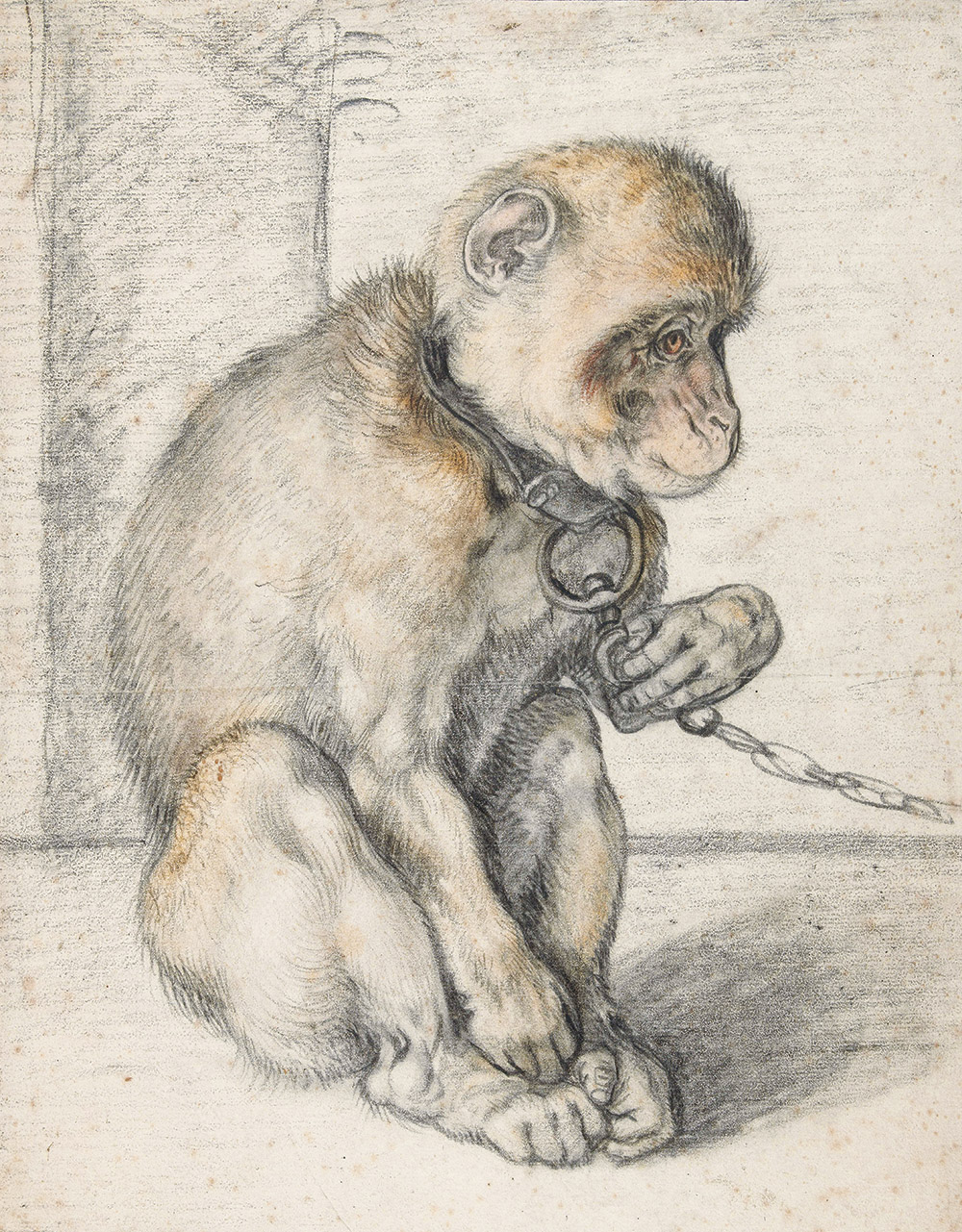 A Seated Monkey on a Chain (detail), by Hendrick Goltzius, c. 1600.