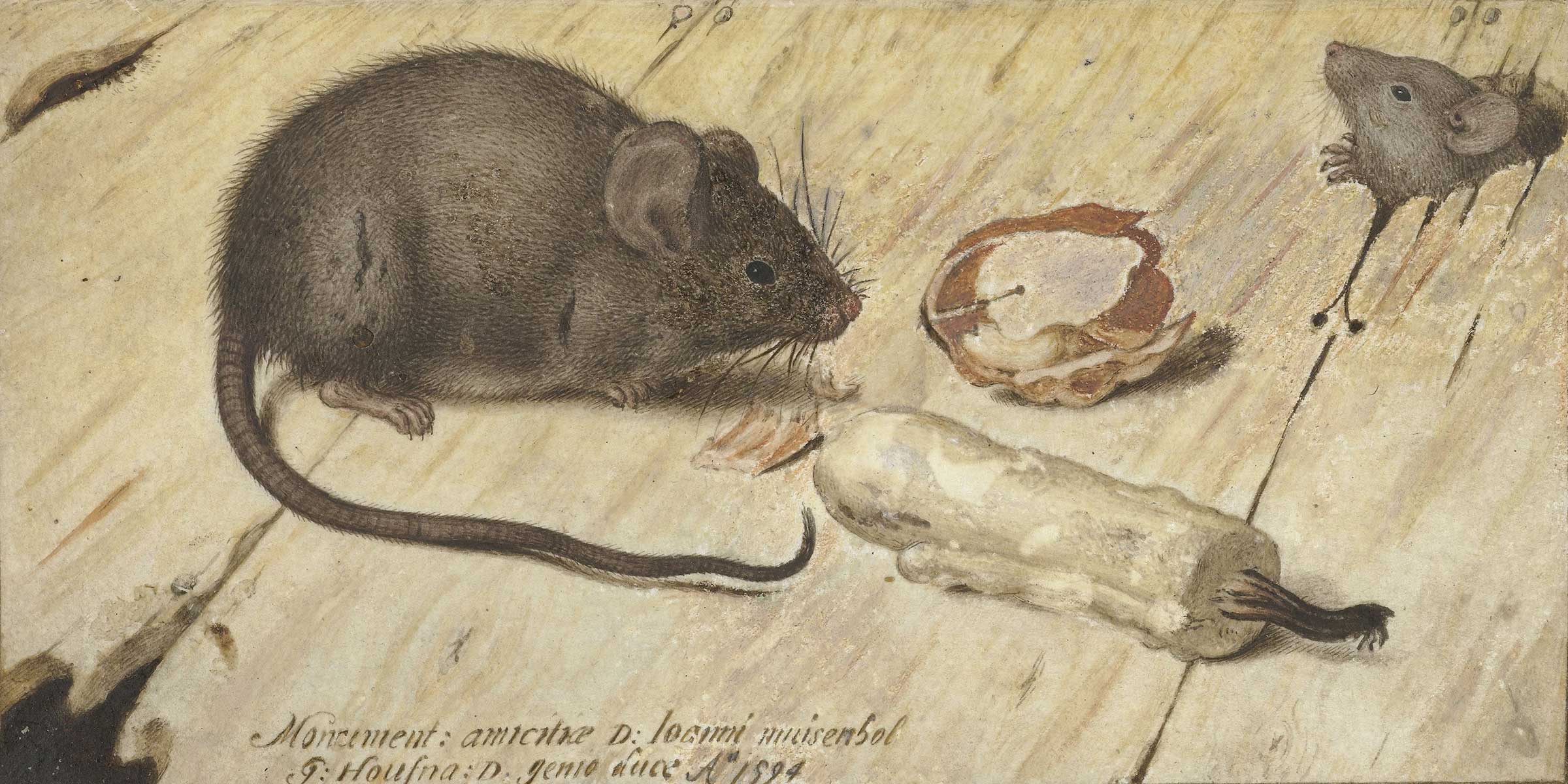 Two Mice (detail), by Joris Hoefnagel, 1594. Rijksmuseum, gift of the Departement van Binnenlandse Zaken. Two Mice (detail), by Joris Hoefnagel, 1594.