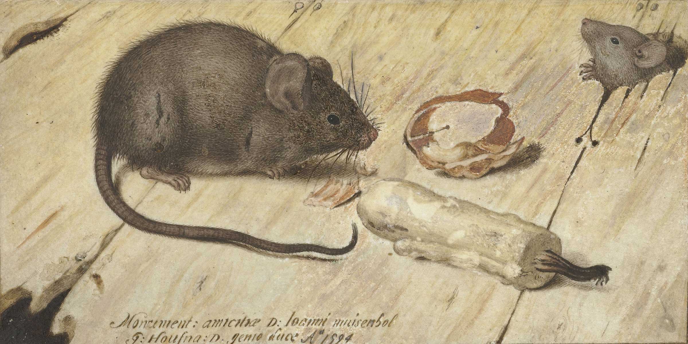 Two Mice (detail), by Joris Hoefnagel, 1594.