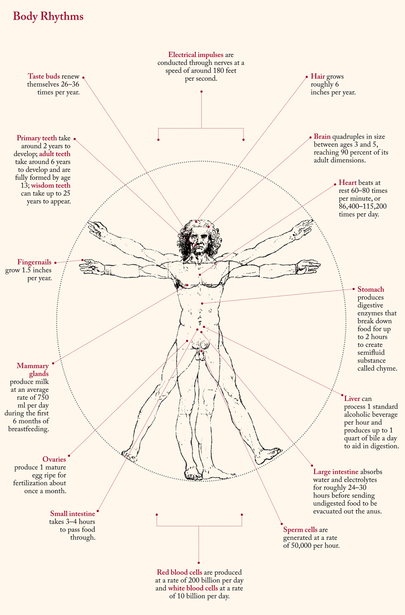 Body Regeneration Chart