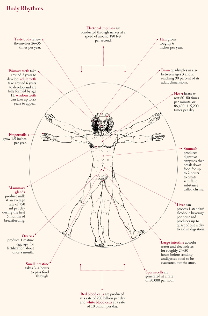 Chart showing body growth and regeneration.