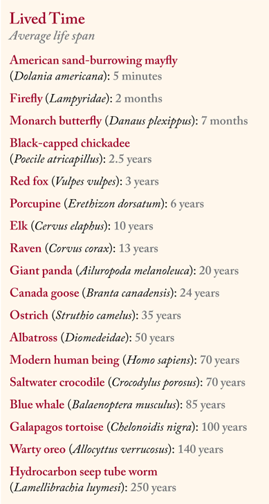 Chart of the average life span of insects and animals.
