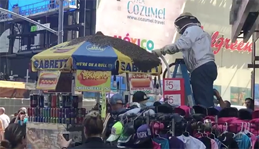 From PIX 11 footage of the Times Square bee vacuuming of 2018.