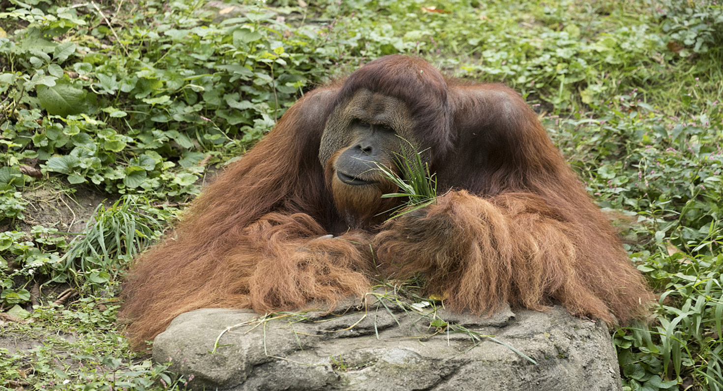 A huge, hairy, seemingly contemplative orangutan at the Cincinnati Zoo.