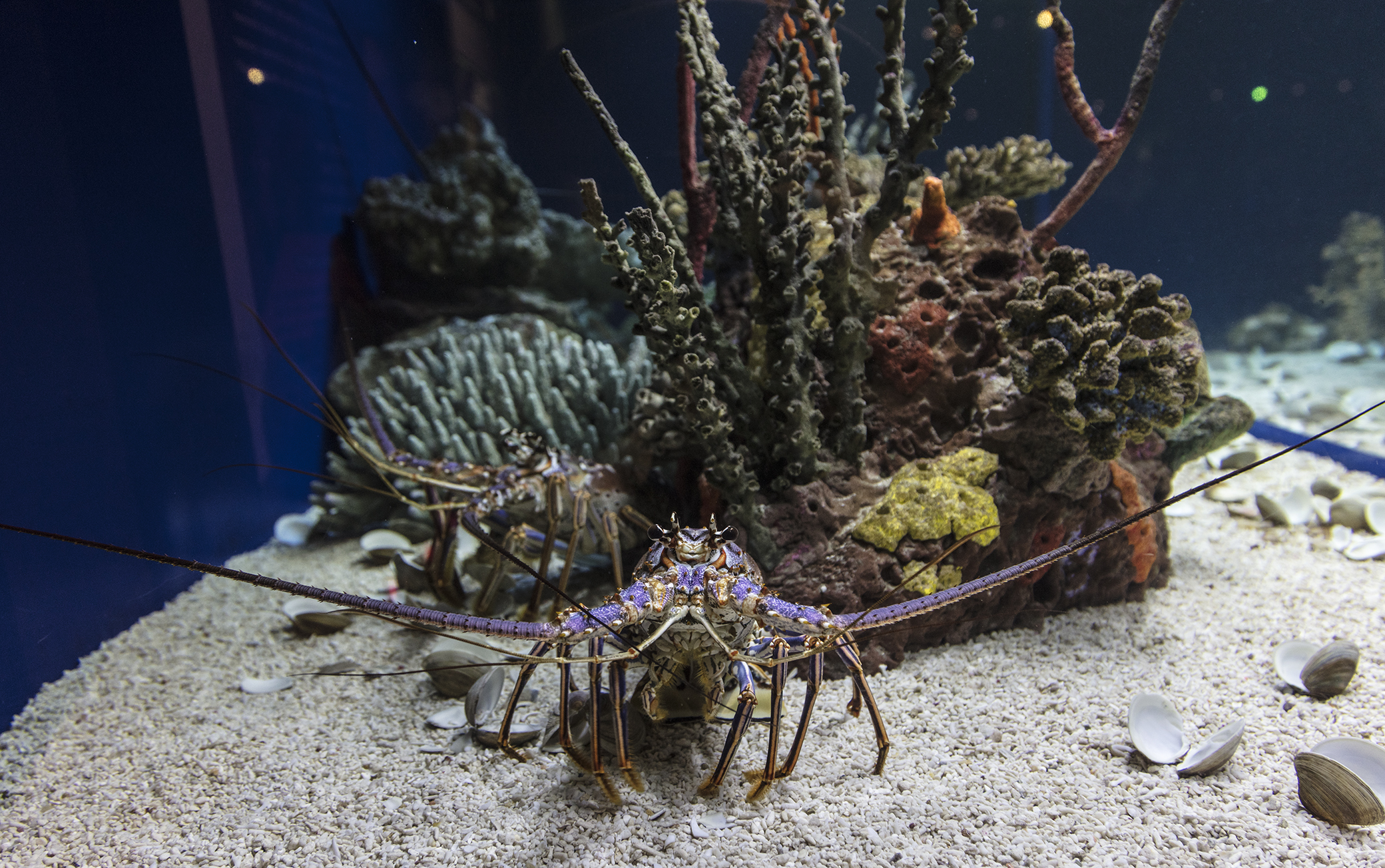 Underwater life at Ripley's Aquarium in Myrtle Beach, South Carolina