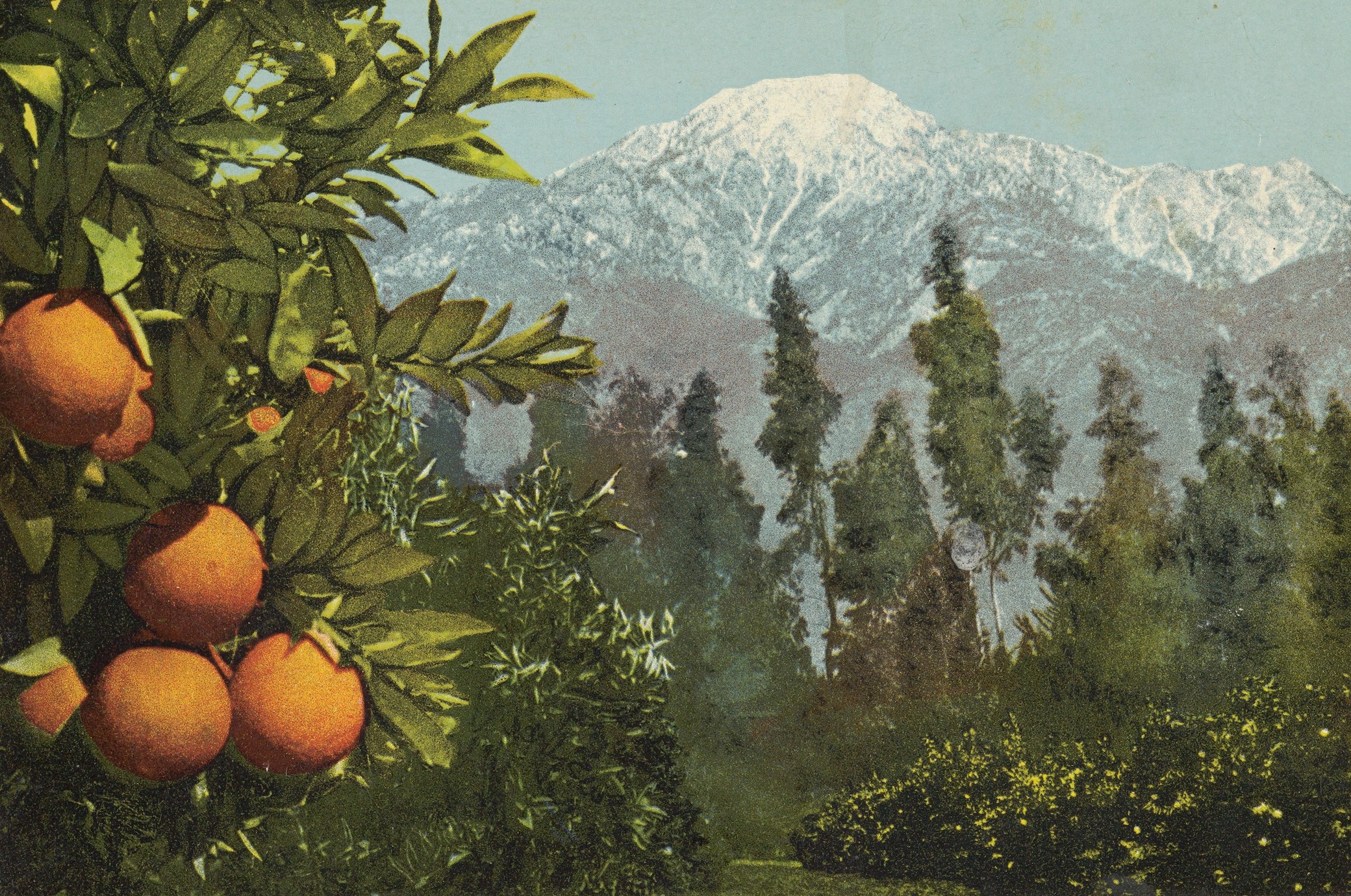 A California Anomaly, Snow and Oranges, Pasadena, California