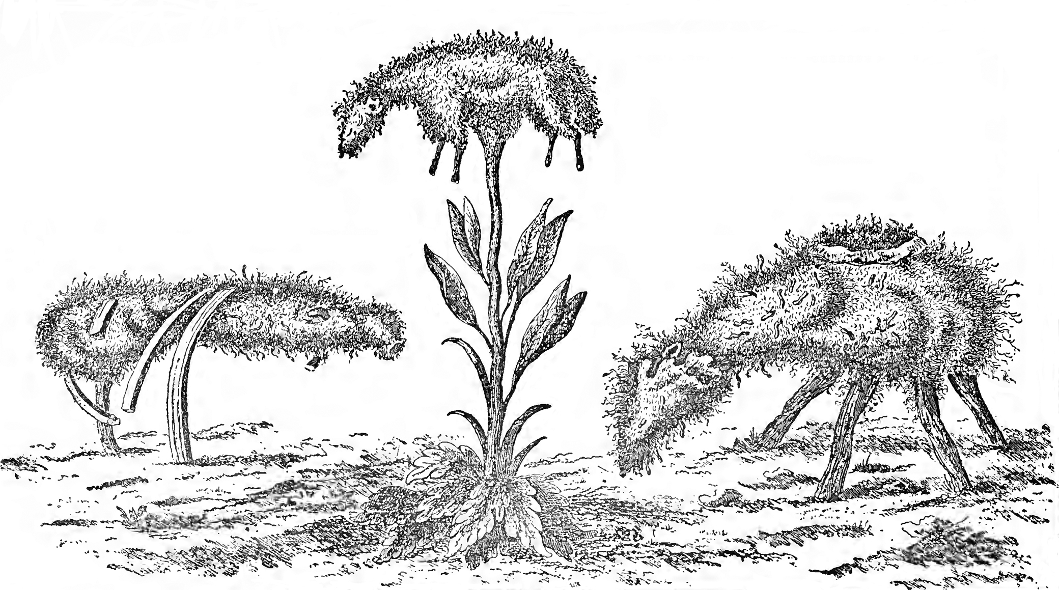 “The ‘Borometz,’ or ‘Scythian Lamb,’ ” from Connubia Florum, by De La Croix, 1791, reproduced in The Vegetable Lamb of Tartary: A Curious Fable of the Cotton Plant, by Henry Lee, 1887. The Internet Archive, University of Toronto. “The ‘Borometz,’ or ‘Scythian Lamb,’ ” from Connubia Florum, by De La Croix, 1791, reproduced in The Vegetable Lamb of Tartary: A Curious Fable of the Cotton Plant, by Henry Lee, 1887. The Internet Archive, University of Toronto.