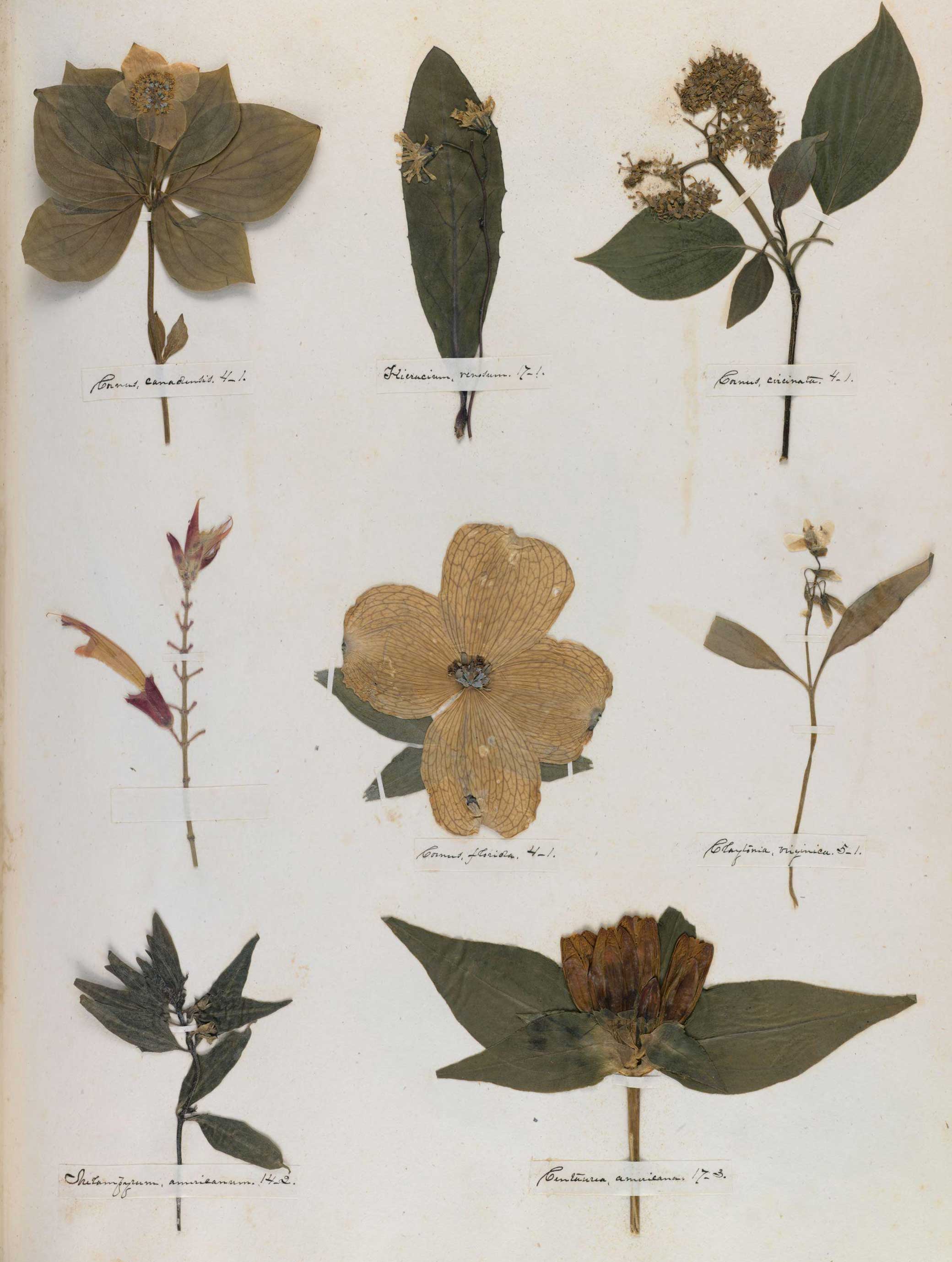 Pressed leaves on a page with labels