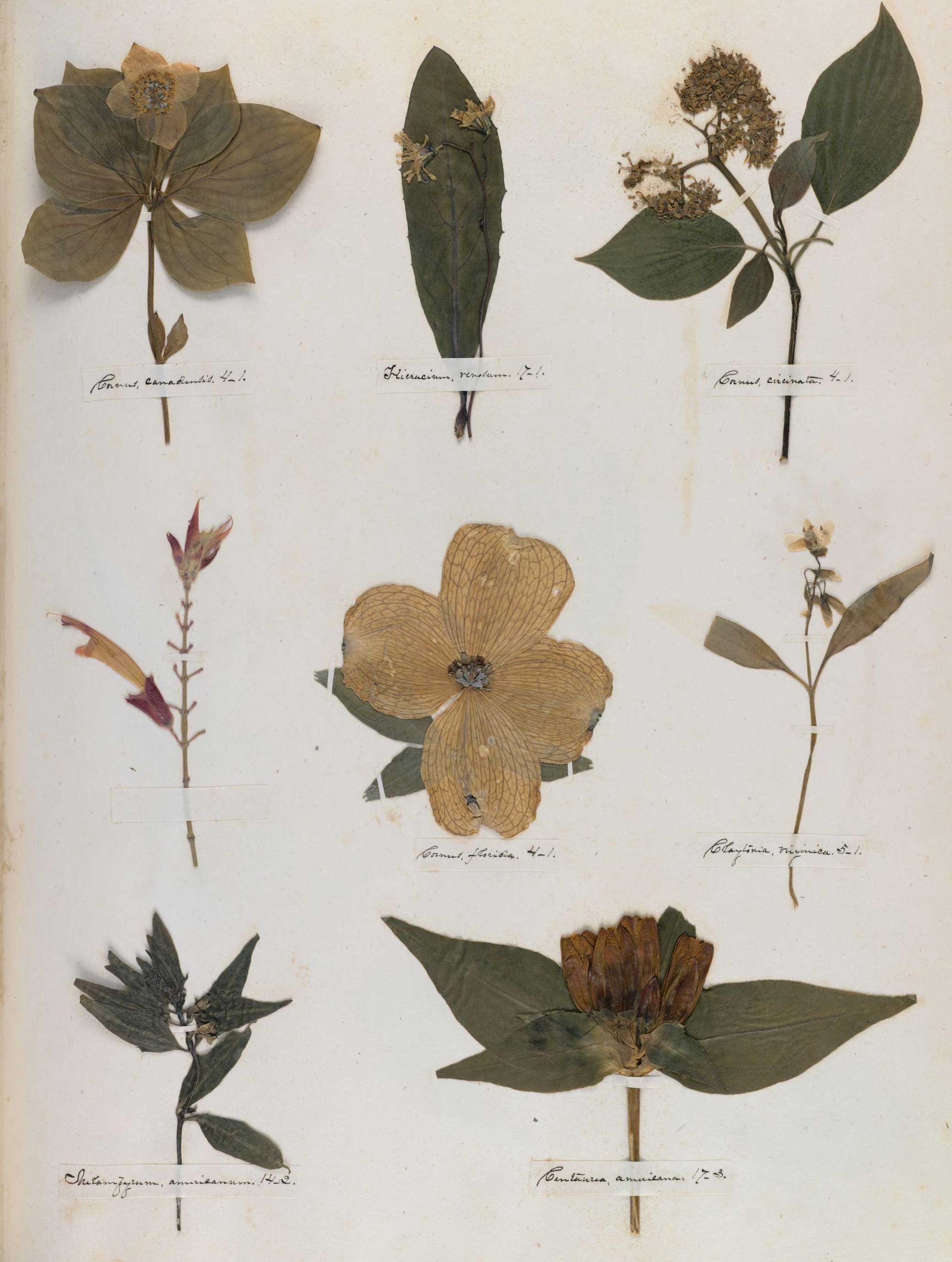 Page from Emily Dickinson’s herbarium, c. 1840. Photograph by Houghton Library. © President and Fellows of Harvard College. Pressed leaves on a page with labels