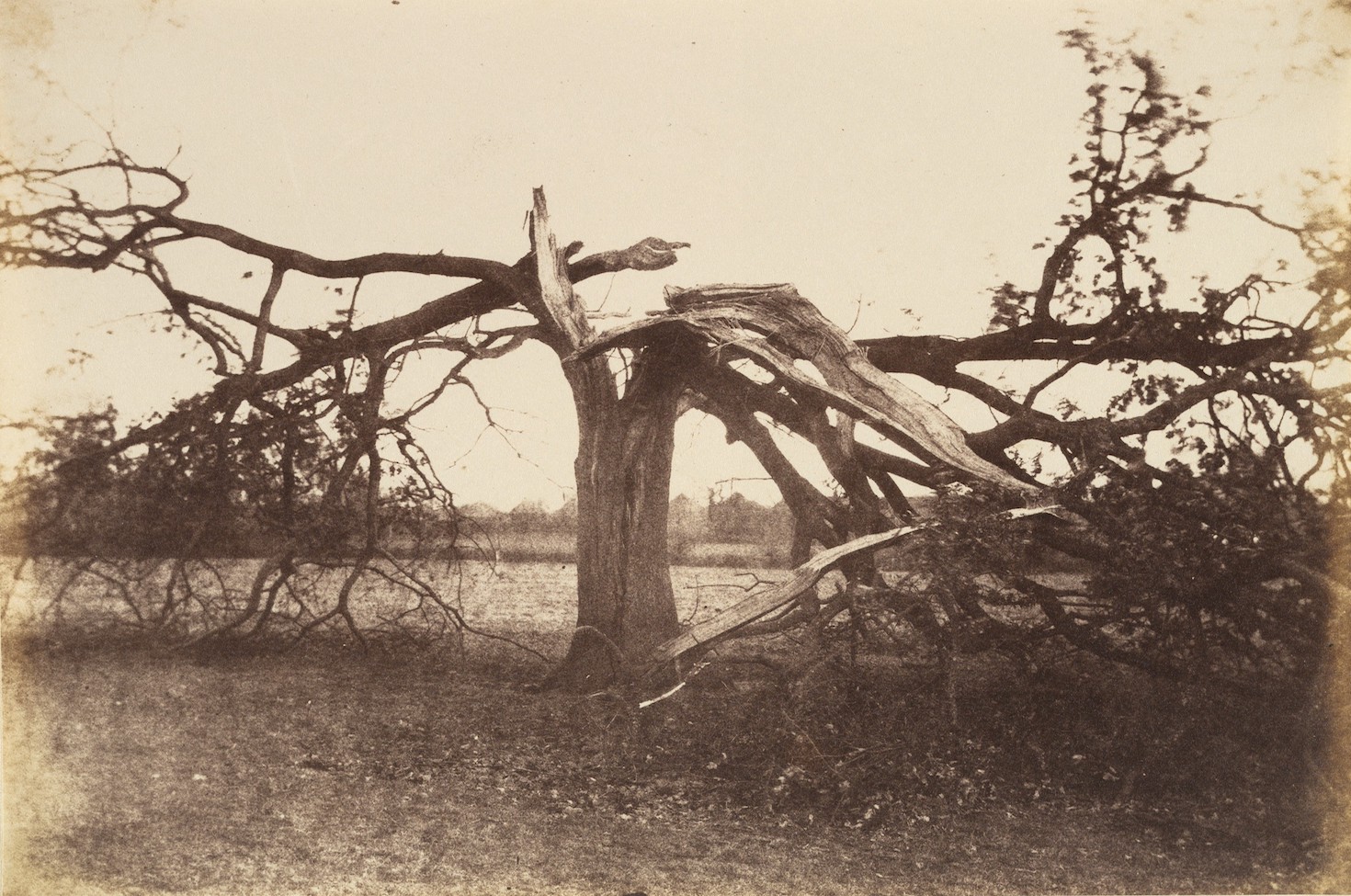Oak Struck by Lightning, Badger, 1856.