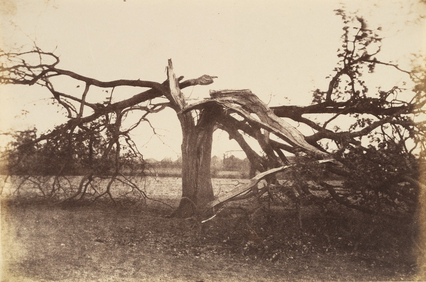 Oak Struck by Lightning, Badger, 1856. Oak Struck by Lightning, Badger, 1856.