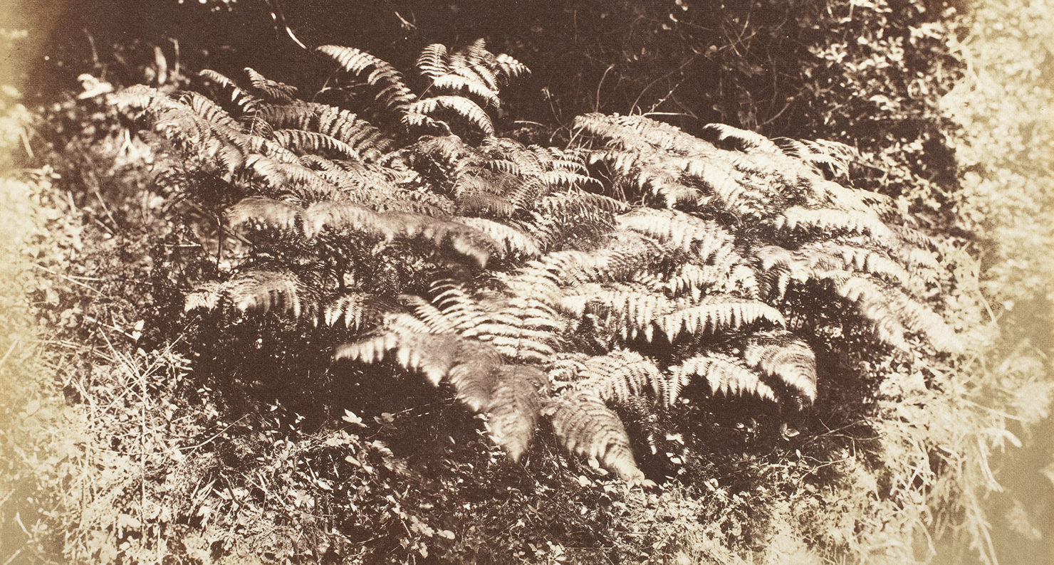 Ferns in a Glade, by J.D. Llewelyn, c. 1855. LACMA.