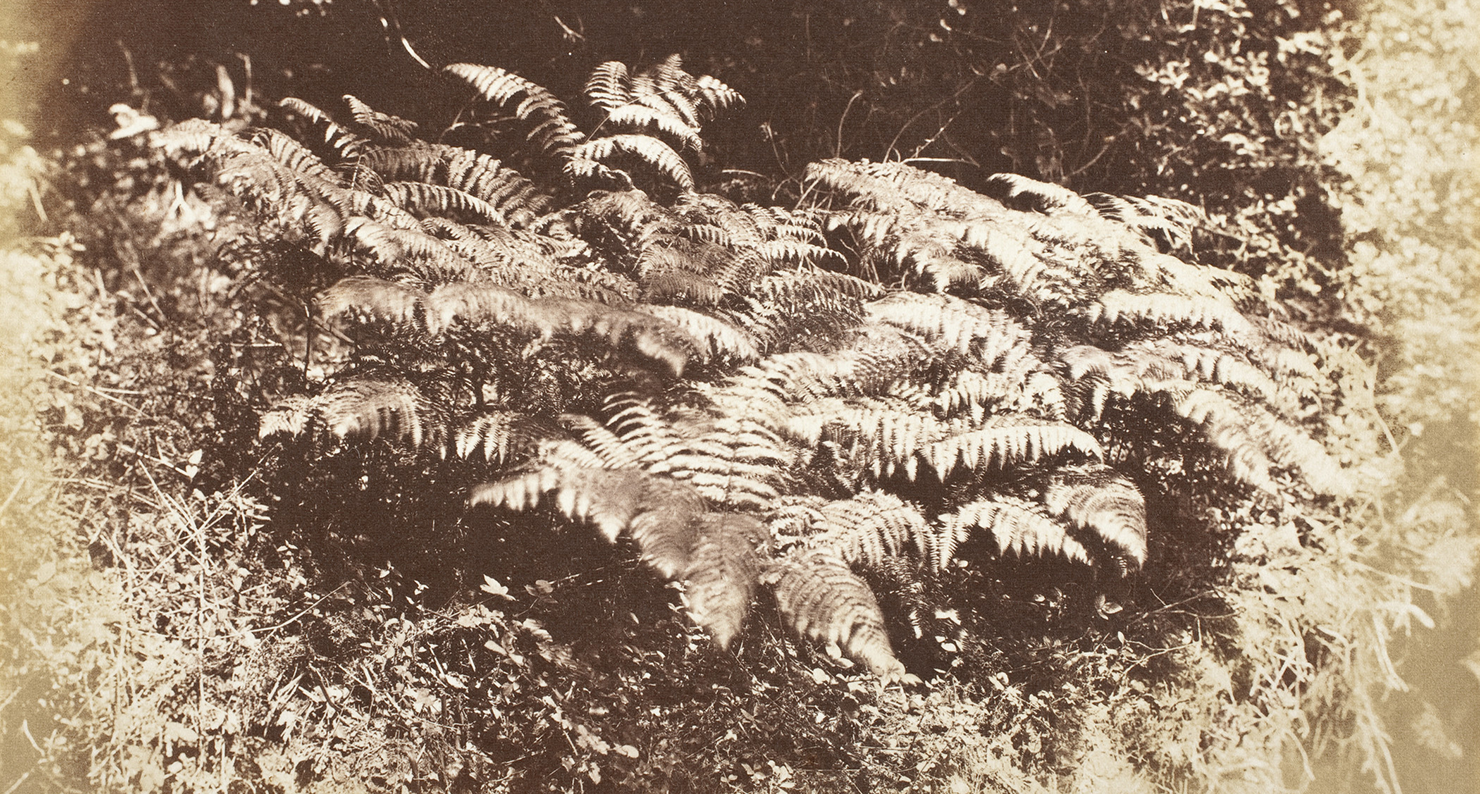 Ferns in a Glade, by J.D. Llewelyn, c. 1855. LACMA. Ferns in a Glade, by J.D. Llewelyn, c. 1855. LACMA.