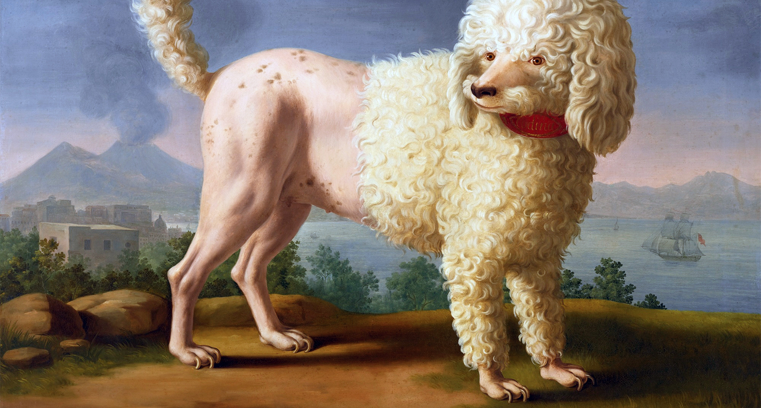 Portrait of Codina, believed to be Lady Hamilton's Poodle, Neapolitan school, early nineteenth century.