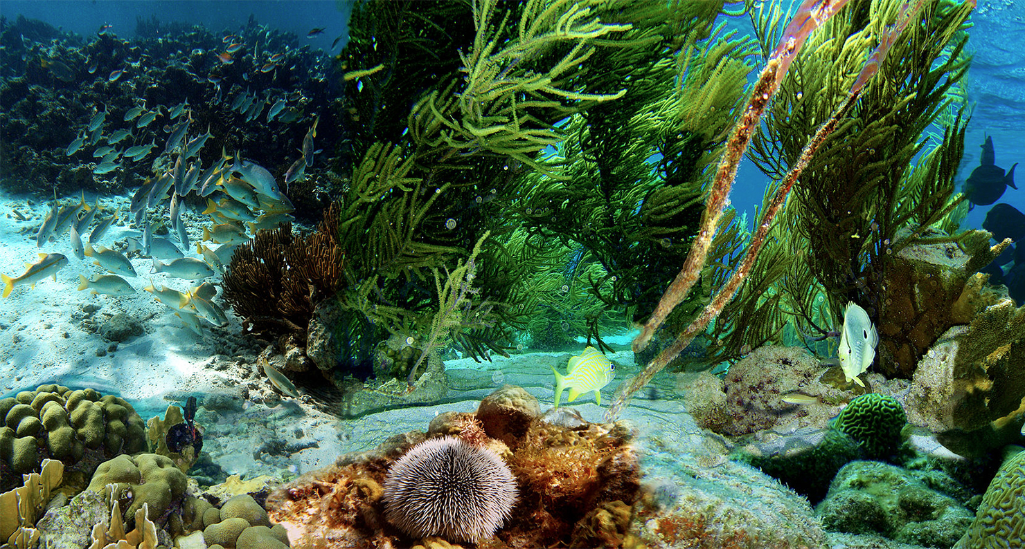 Underwater life on a flat coral reef off the islet Klein Bonaire.