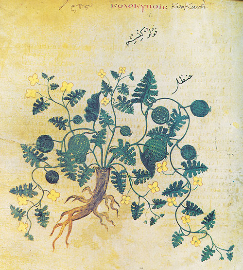 a botanical drawing of a plant with thick roots, winding vine-like stems, small leaves and yellow flowers, and round green fruit.