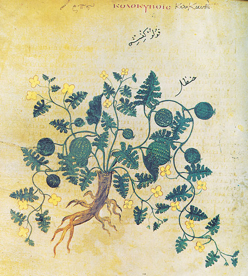a botanical drawing of a plant with thick roots, winding vine-like stems, small leaves and yellow flowers, and round green fruit.