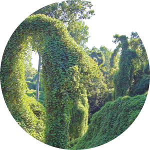 A kudzu plant.