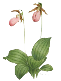 lady's slipper orchid.