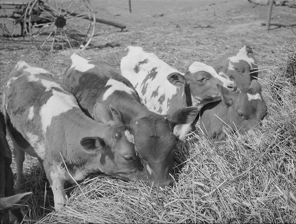 Calves belonging to Mr. White, Farm Security Administration rehabilitation borrower at Dead Ox Flat, Vale-Owyhee irrigation project, Malheur County, Oregon, 1941. Photograph by Russell Lee. Library of Congress, Farm Security Administration–Office of War Information Photograph Collection.