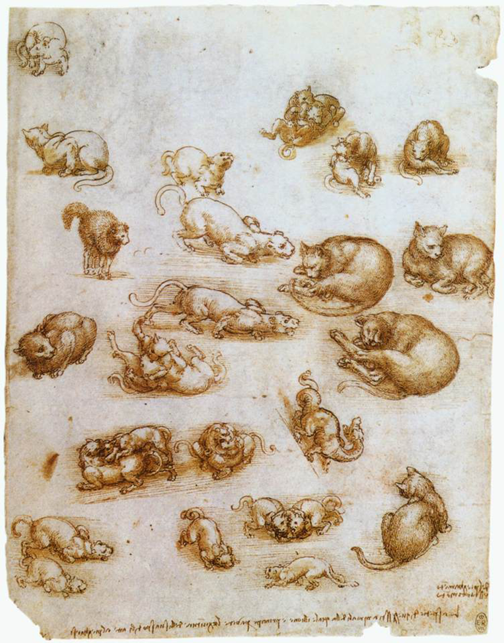 Page of sketches by Leonardo da Vinci, c. 1513–18, pen and ink with wash over black chalk, showing cats in well-observed, naturalistic postures.