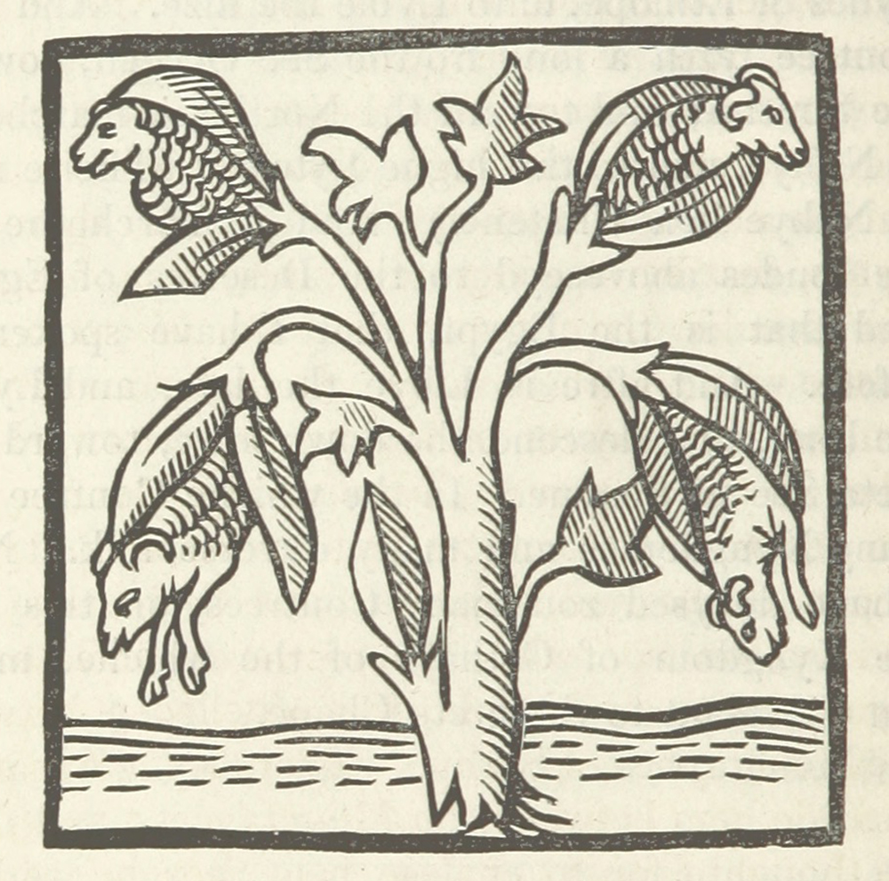 B&W illustration of lambs emerging from a plant, from an 1839 reprint of a 1725 edition of The Travels of John Mandeville. Flickr, British Library.