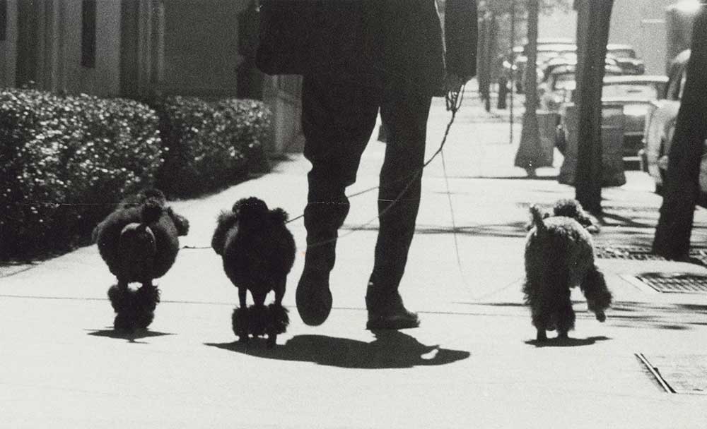 Three poodles walking with owner on sidewalk, 1958. Photograph by Angelo Rizzuto.