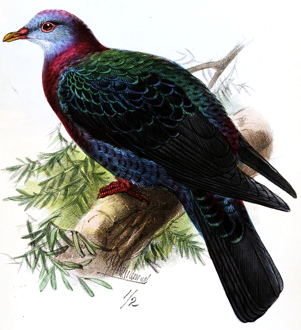 Tameness kills: the metallic pigeon is broadly distributed in eastern Indonesia, New Guinea, and elsewhere in the South Pacific. Columba vitiensis griseogularis, seen here, is a living subspecies native to the Philippines. It is closely related to the similarly colored Lord Howe pigeon (C. v. godmanae), which disappeared in the 1850s due to excessive persecution. Illustration by J.G. Keulemans, from “On Birds Recently Observed or Obtained in the Island of Negros, Philippines,” by Arthur, Viscount Walden, and Edgar Leopold Layard, in The Ibis, April 1872.