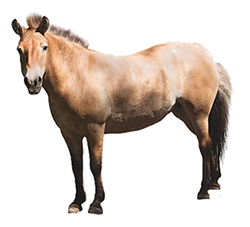 A light brown horse
