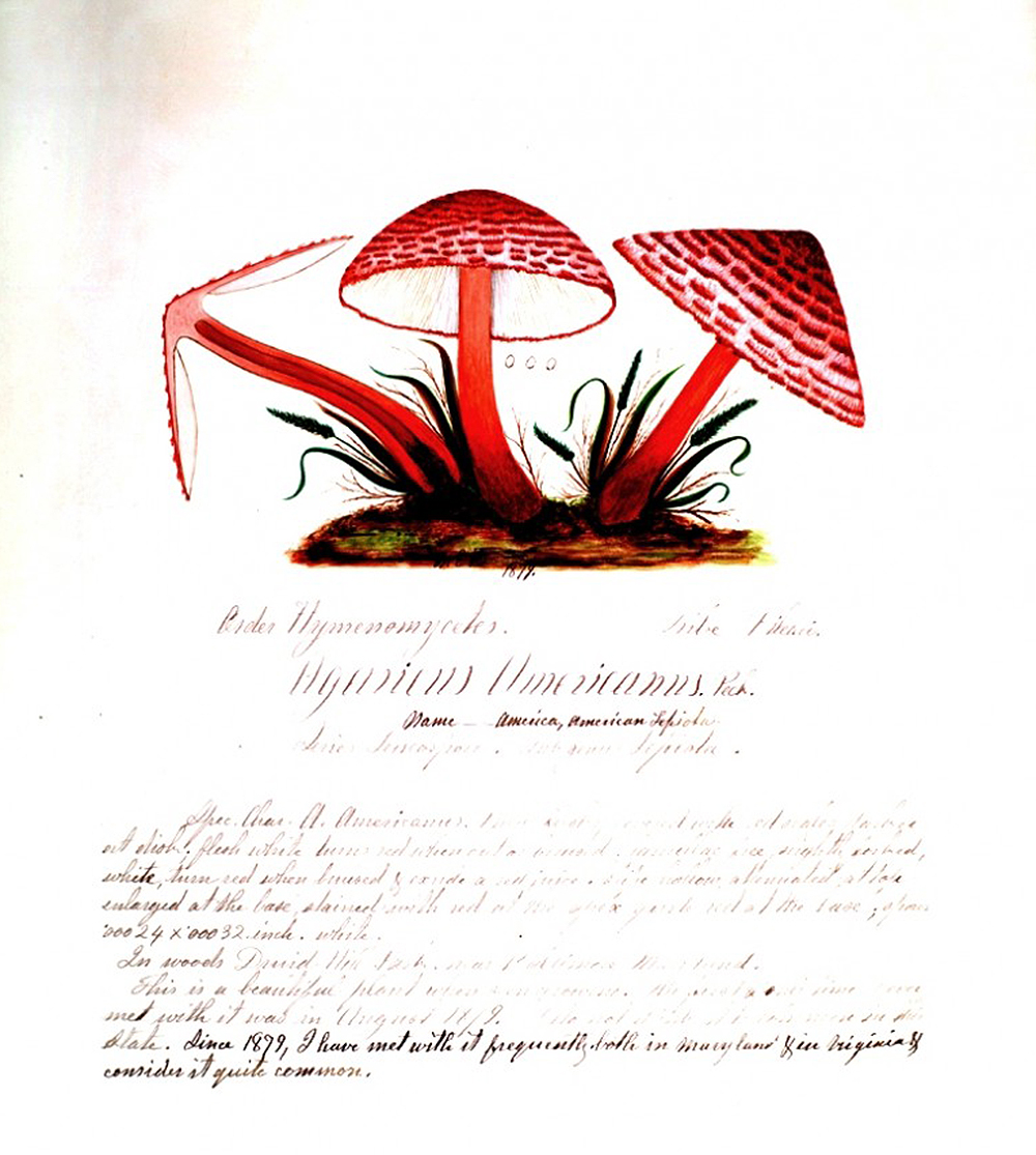 Illustration of Agaricus americanus Peck from The Fungi of Maryland, by Mary Banning, 1878. Vintage Printable.