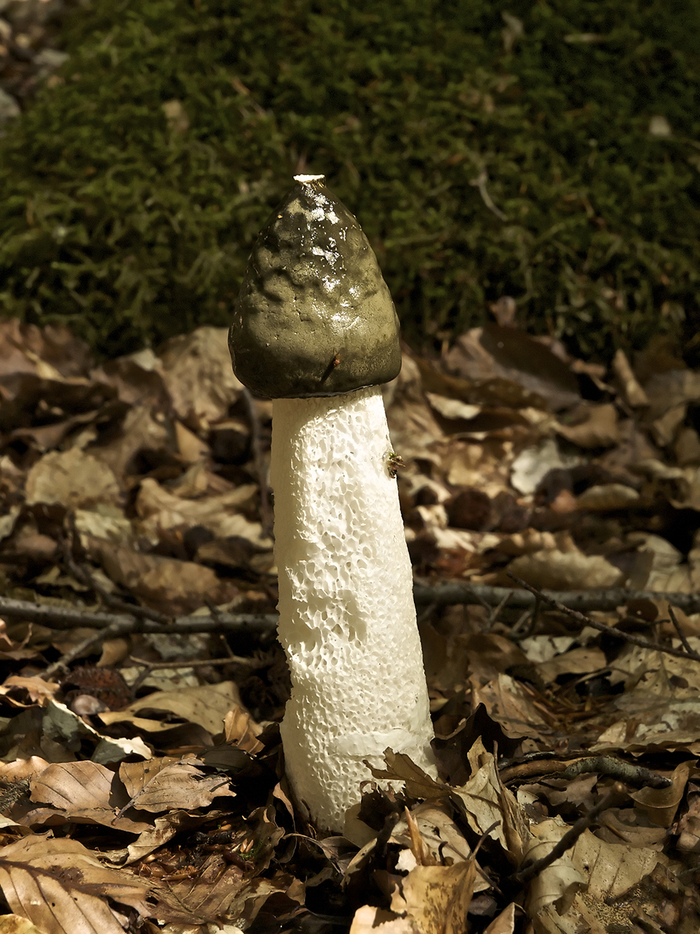 Common stinkhorn (Phallus impudicus), 2010. Photograph by Jörg Hempel. Wikimedia Commons (CC BY-SA 3.0 DE).