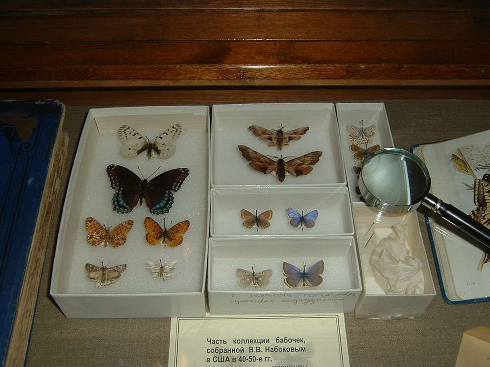 Butterflies collected by Vladimir Nabokov, Nabokov House, Saint Petersburg. Photograph by Alex Bakharev.