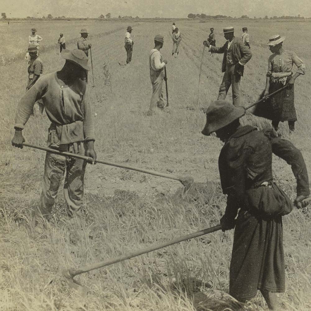 Sepia photograph of men and women hoeing a field.