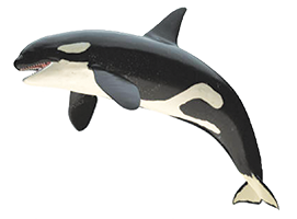 An orca leaping to the left