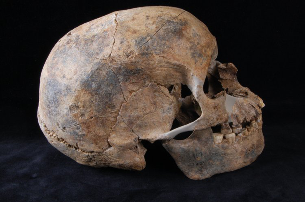 Skull of a male aged thirty-five to fifty, Paleolithic period. © The British Museum.