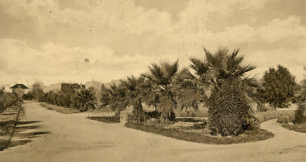 Postcard of University of Arizona’s “Palm Drive,” 1914.