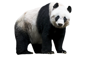 A photograph of a panda.