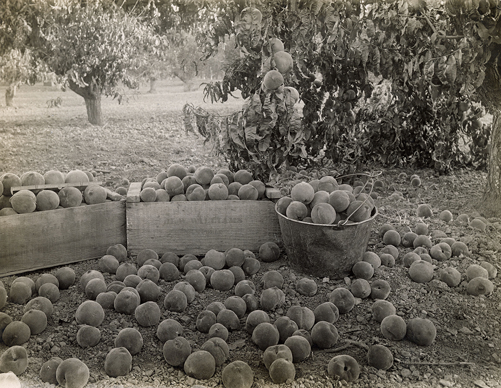 Photograph of peaches on the ground.